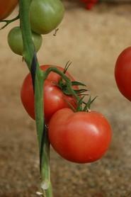 Enza Zaden también trabaja en la búsqueda de una gran variedad de tomate rosa.