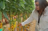 Beatriz López muestra un cherry amarillo.