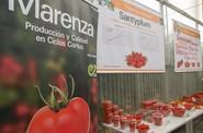 Algunas de sus referencias en tomate.
