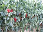 El pimiento California rojo temprano de Seminis SV1215PB.