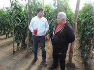 Un agricultor y Francisco, un técnico de Seminis, en la visita a la finca de SV1215PV.