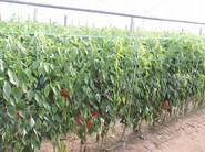 Espectacular cultivo de pimientos.