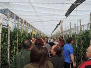 Fueron muchos los agricultores que acompañaron a los técnicos y comerciales de Seminis a la jornada de pimiento del día 21.