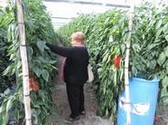 Los pimientos de Seminis cautivaron a los agricultores.