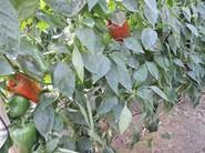 Espectacular cultivo de lamuyo Baquero, de Seminis.