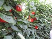 Pimiento California SV1215PB.