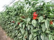 Cultivo de pimiento SV1215PB.