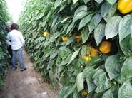 Espectacular cultivo de California amarillo Tormes, de Seminis.