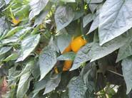 Pimiento California amarillo de Seminis, Tormes.