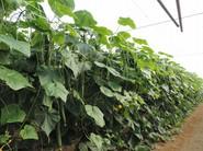Cultivo de pepino SV5047CE, de Seminis.
