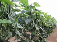 Cultivo de pepino SV5047CE, de Seminis.