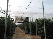 Cultivo de pepino SV5047CE, de Seminis.