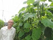 Antonio Cortés, Sales Promoter de Seminis, con el cultivo de pepino Teseo.