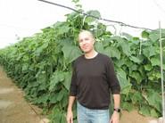 Ángel Pelegrina, PMM Cucurbits Iberica & Maghreb de Seminis en un invernadero cultivado de pepino SV5047CE.