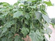 Cultivo de pepino SV5047CE de Seminis.