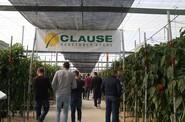 Ya en la finca de ensayos de HM. Clause en Las Norias, los agricultores pudieron ver tanto Amavisca como Deseo.