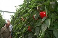 Según el manejo, sus frutos pueden ser comercializados en alhóndiga o en cooperativa.