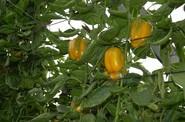 Deseo es la novedad de HM. Clause un pimiento California amarillo.