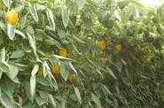 Prometeo continúa siendo la gran referencia en pimiento California amarillo gracias a su plasticidad, que le permite adaptarse a cualquier ciclo de cultivo y zona de producción.