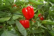 Azahar tiene un calibre G, así como un color muy brillante tanto en rojo como en verde.