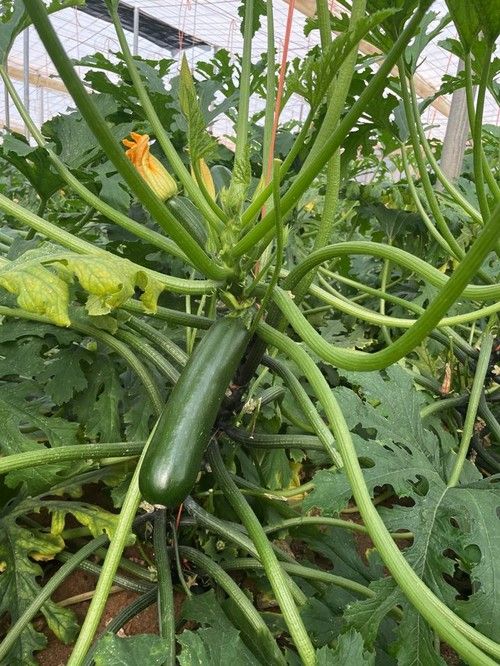 Kai, el nuevo calabacín de Sakata que dejará 'Kao' al Nueva Delhi