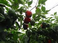 Zeraim Ibérica cumple 20 años, tiempo en el que ha logrado consolidarse como una de las mayores referencias en el desarrollo de variedades de pimiento.