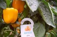 Ártico es una variedad algo más temprana, con trasplantes de mitad de julio a mitad de agosto.