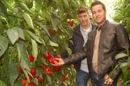 Es una variedad con más precocidad, e incluso calibre, que Melchor, capaz de conseguir un ciclo muy largo de pimiento.