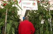 Sherman es una variedad recomendada para trasplantes del 20 de julio al 5 de agosto.