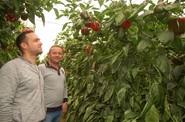 Los agricultores pudieron comprobar de primera mano cómo Merkava tiene una total ausencia de silverelinas.