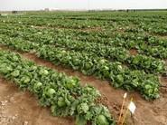 Impresionante aspecto el que ofrecían los campos de cultivo