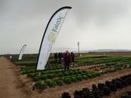 José Luis sanz con las lechugas Knox