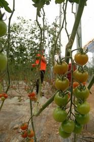 En la segunda finca visitada, trasplantada el pasado 12 de agosto, el agricultor propietario ha recolectado ya una media de 15 ramos por mata.