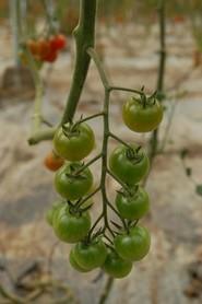 Sus frutos tienen una forma muy redondeada y maduran muy homogéneos, logrando un color rojo intenso.