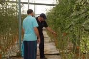 Saborini da respuesta a la necesidad de muchas comercializadoras de conseguir cherries en invierno con un calibre idóneo.