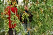 Los agricultores asistentes valoraron el buen sabor de esta variedad que se incluye entre las consideradas 'súpersabor' por la multinacional de semillas.