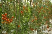 Saborini es una variedad recomendada para trasplantes desde el 15 de agosto y durante todo el mes de septiembre.