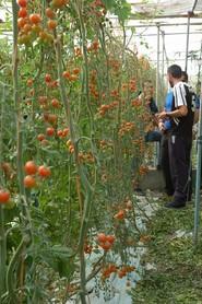 Saborini es un tomate cherry para recolección en suelto indicado para hacer ciclos largos de tomate.