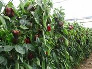 Plantas vigorosas de entrenudo medio adaptadas a trasplantes tardíos