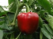 Frutos que tienen un buen comportamiento frente al cracking