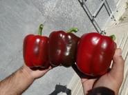 Frutos homogéneos de cuatro cascos sin silverelinas