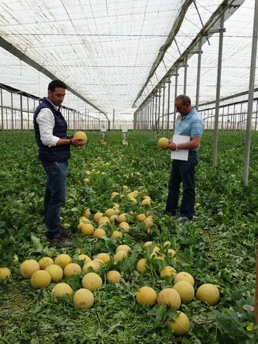 Su fruto es homogéneo, algo muy valorado por los compradores.