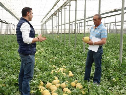 Además de calibre, Mistral es un melón que aporta precocidad y un buen nivel de grados Brix.