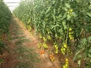 TOMATES DE CALIDAD