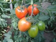 -EL TAMAÑO DE LAS PIEZAS HACEN A PARIDE UN TOMATE MUY PRODUCTIVO