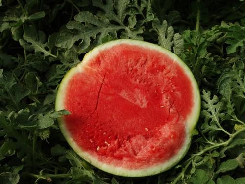 El color rojo intenso de su carne resulta muy atractivo para el consumidor, mientras que las comercializadoras valora su piel fina pero dura.