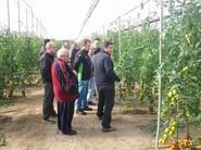 ELÍAS DÍAZ, RESPONSABLE DE MEDHERMES EN LA ZONA DEL PONIENTE, COMPARTIENDO CON LOS AGRICULTORES LOS DETALLES DE LA VARIEDAD.
