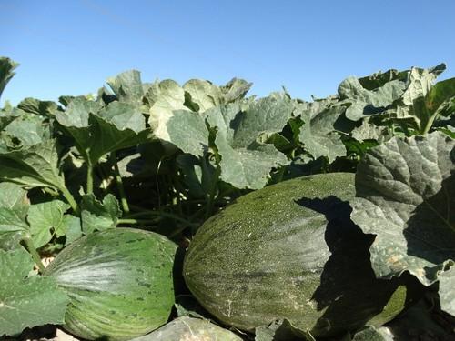 Con Airen y el MP5344, Syngenta mantiene su compromiso de sabor mejorando la postcosecha del fruto.