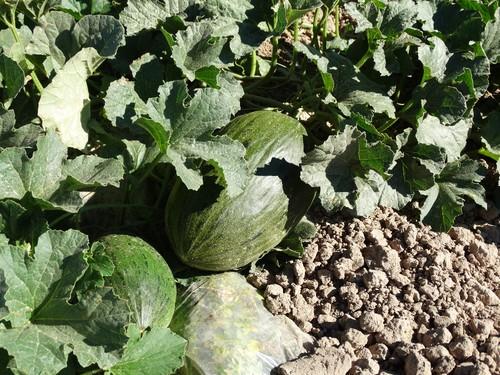 Airen es la novedad en piel de sapo para cultivo al aire libre.