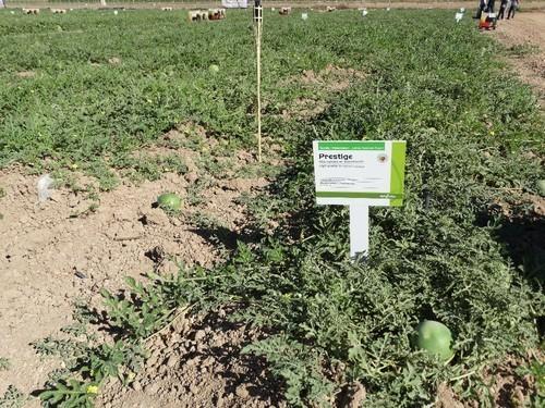 Prestige es una blanca sin semillas con calibre para exportación, de entre 3 y 4 kilos.